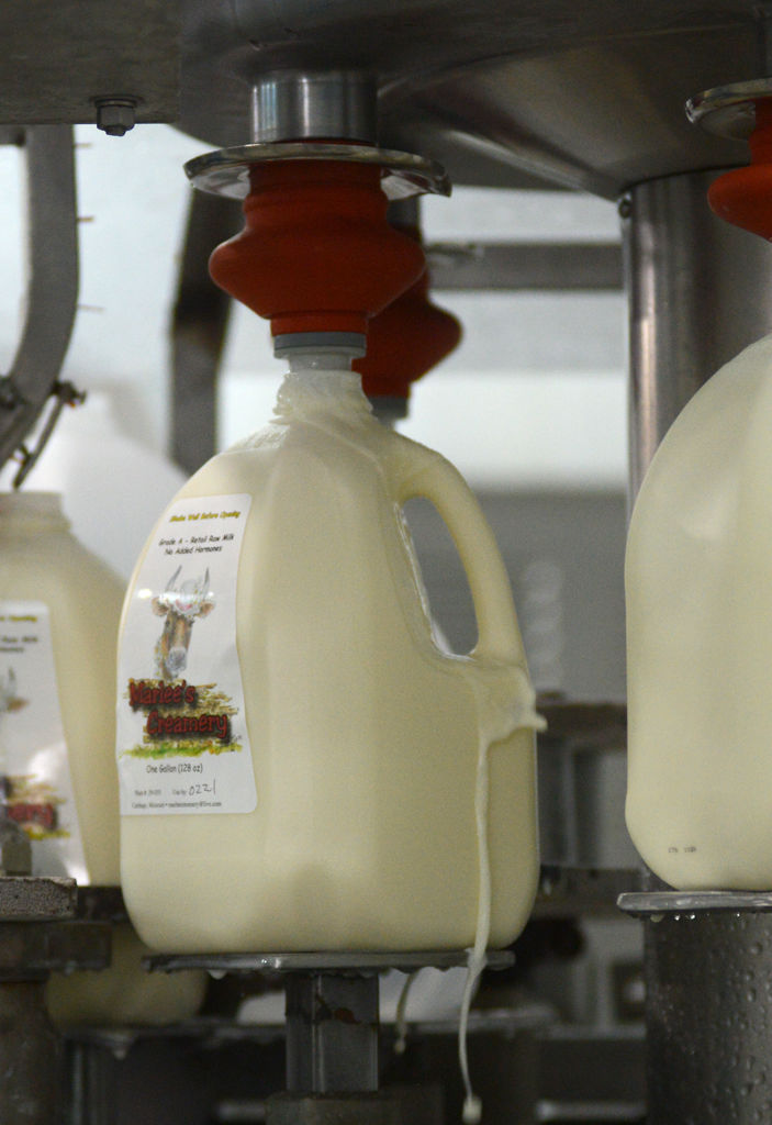 A gallon of raw milk is filled to the brim